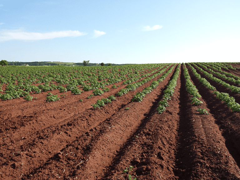 Agriculture