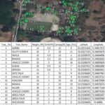 TREE SURVEY